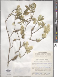Image of Chionothrix latifolia