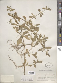 Alternanthera halimifolia image