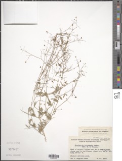 Boerhavia triquetra image
