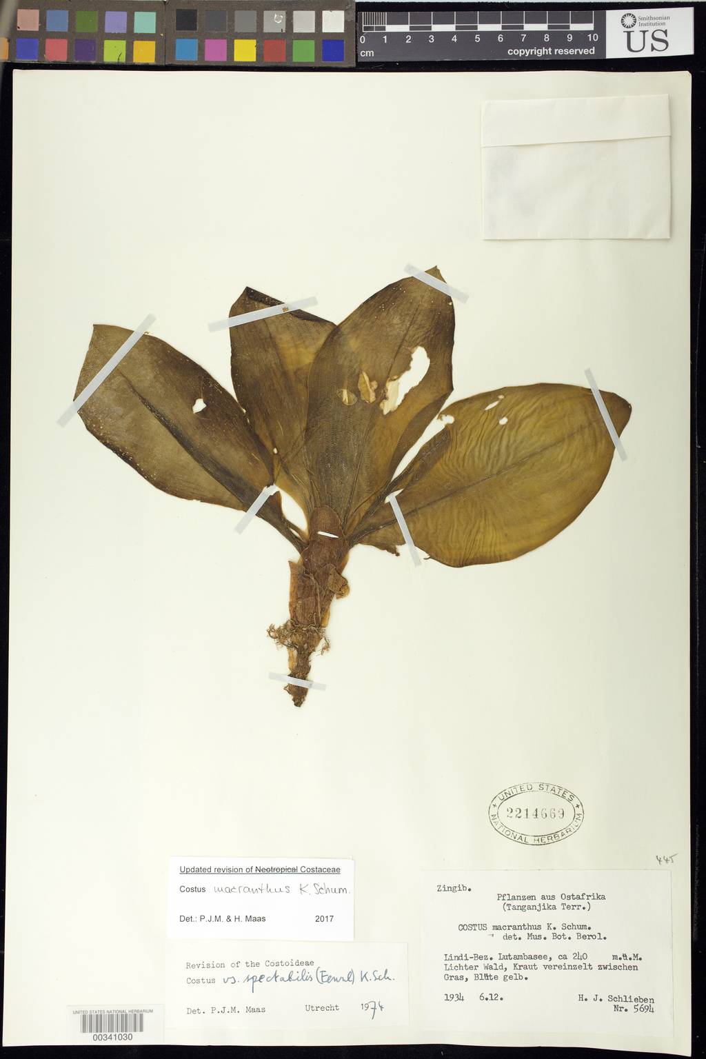 Costus macranthus image