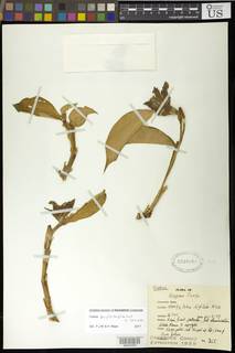 Costus phyllocephalus image