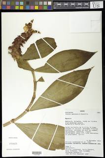Image of Costus gabonensis