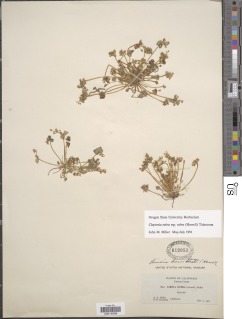 Claytonia rubra subsp. rubra image