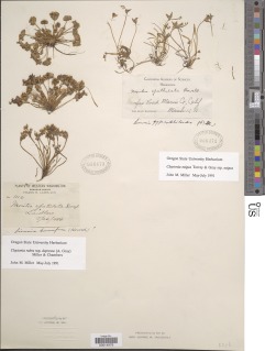 Claytonia rubra subsp. depressa image
