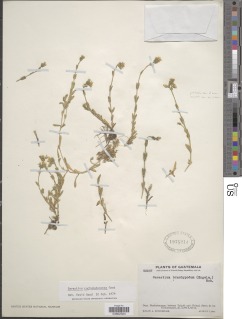 Image of Cerastium cuchumatanense