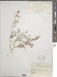 Trianthema parvifolia image