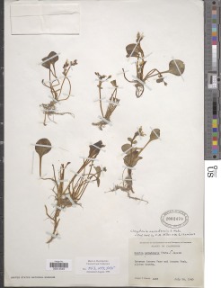 Claytonia nevadensis image
