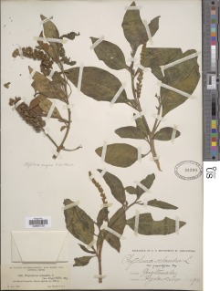 Phytolacca rugosa image