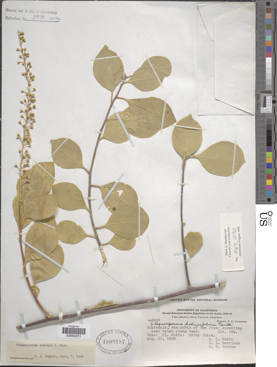 Stegnospermataceae image