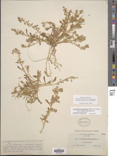 Calandrinia monandra image