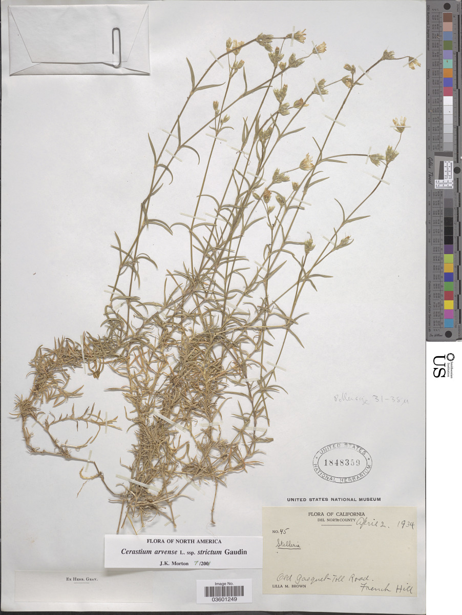 Cerastium arvense subsp. strictum image