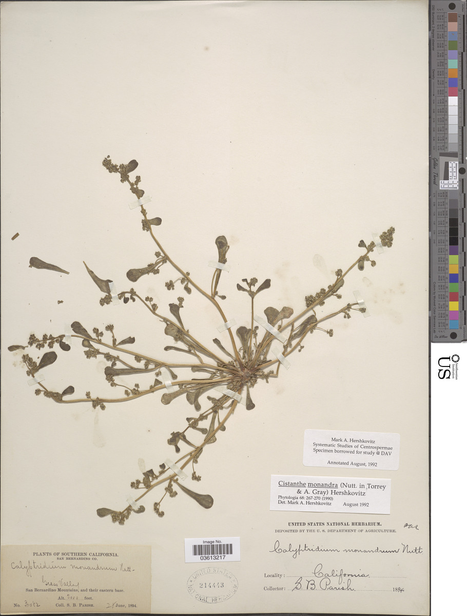 Calandrinia monandra image