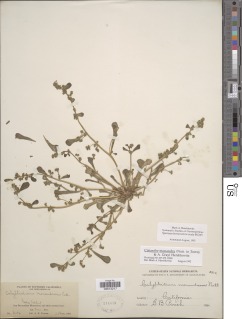 Image of Calandrinia monandra