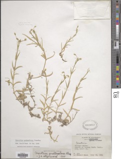 Image of Cerastium guatemalense