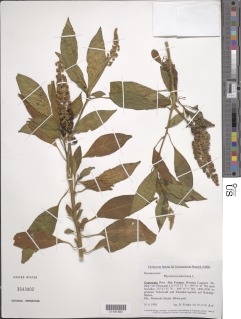 Image of Phytolacca americana