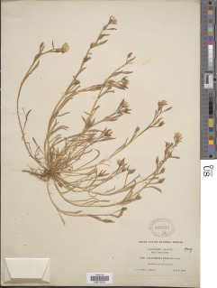 Calandrinia ciliata image