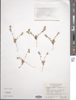 Calyptridium parryi image