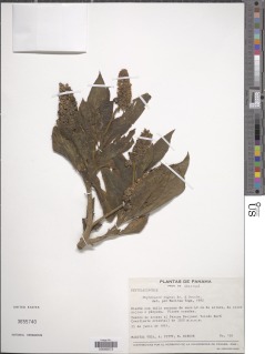 Phytolacca rugosa image