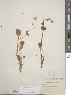 Claytonia cordifolia image