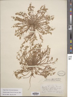 Claytonia exigua subsp. exigua image