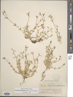 Image of Cerastium brachypodum