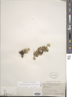 Calyptridium umbellatum image