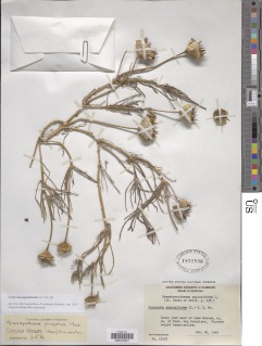 Conicosia pugioniformis image