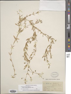 Stellaria borealis subsp. sitchana image