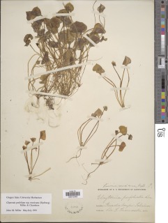 Claytonia perfoliata subsp. mexicana image