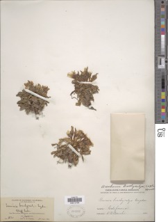 Image of Lewisia brachycalyx