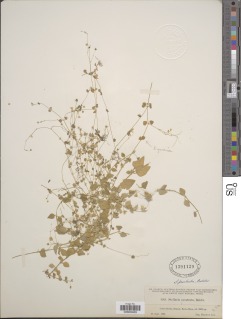 Stellaria cuspidata subsp. prostrata image