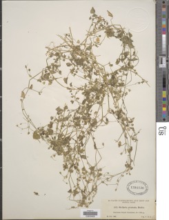 Stellaria cuspidata subsp. prostrata image