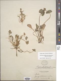 Claytonia perfoliata subsp. intermontana image