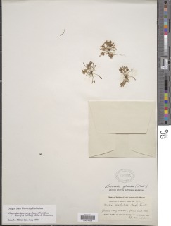 Claytonia exigua subsp. glauca image