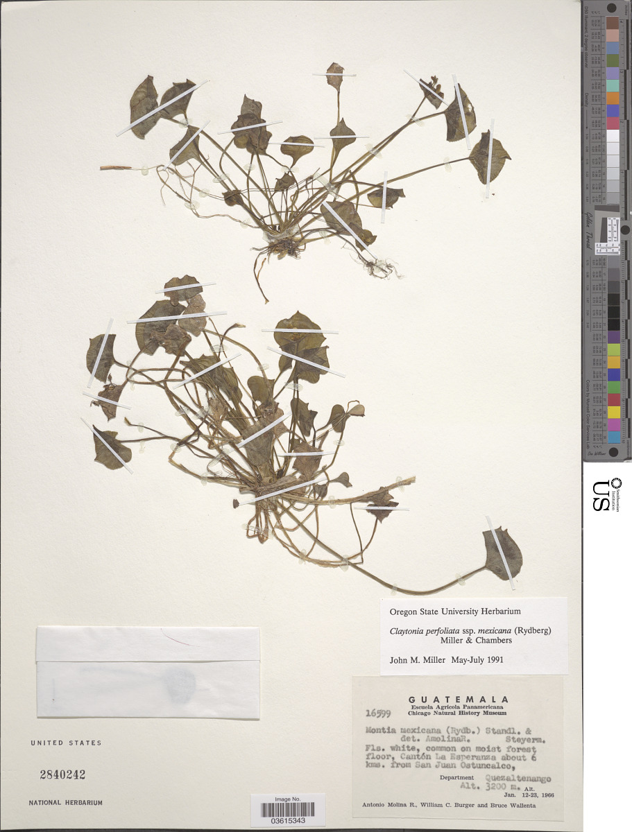 Montiaceae image