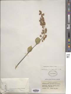 Image of Stegnosperma cubense