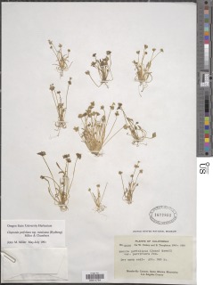 Claytonia perfoliata image