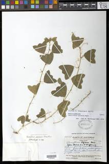 Passiflora pavonis image