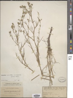Spergularia macrotheca var. leucantha image