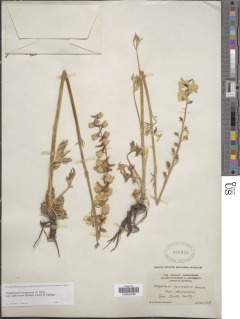 Delphinium hesperium subsp. pallescens image