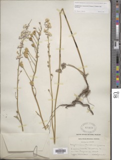Delphinium hansenii subsp. hansenii image