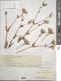 Image of Saponaria officinalis