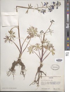 Delphinium andersonii image