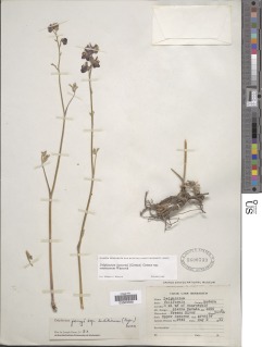 Delphinium hansenii subsp. ewanianum image