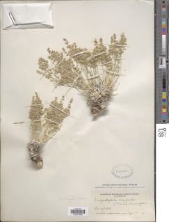 Scopulophila rixfordii image
