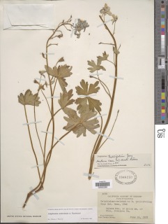 Image of Delphinium antoninum
