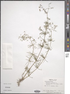 Image of Spergula arvensis