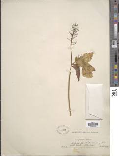 Image of Actaea spicata