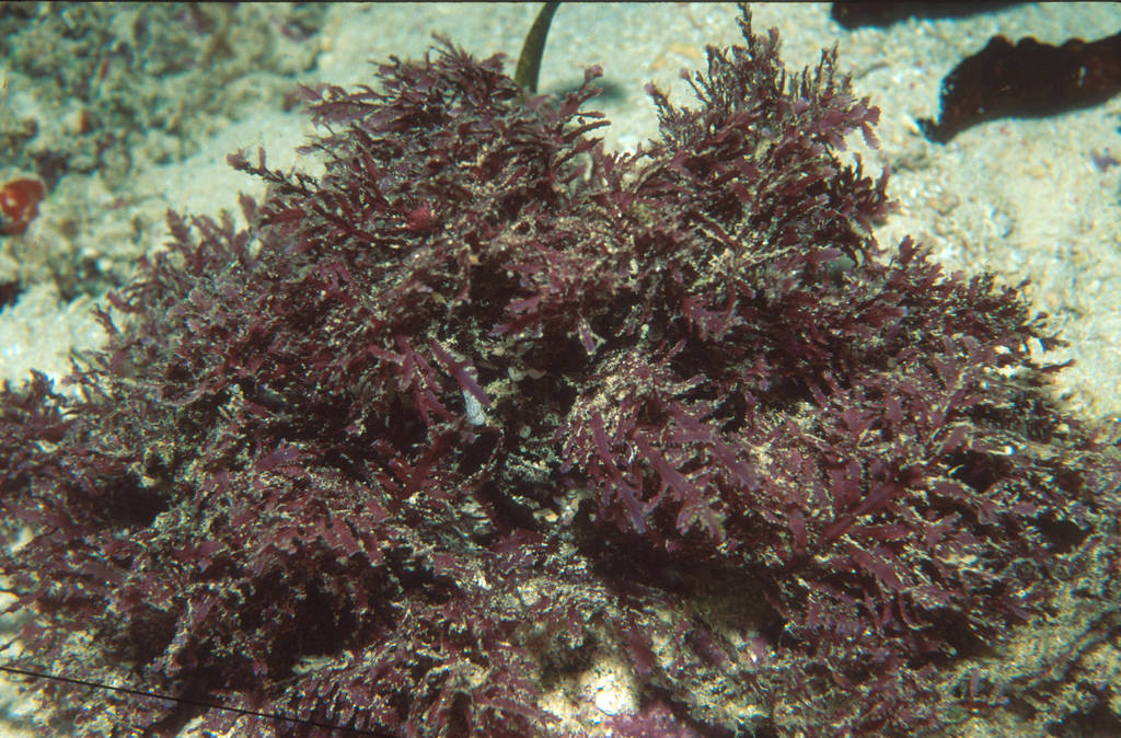 Callophyllis image