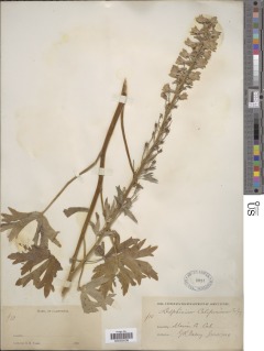 Image of Delphinium californicum